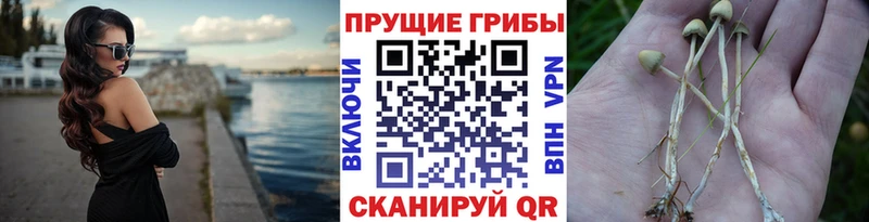 Псилоцибиновые грибы Psilocybine cubensis  blacksprut маркетплейс  Уржум 